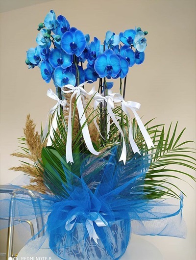 4 Dallı Mavi Orkide  5528