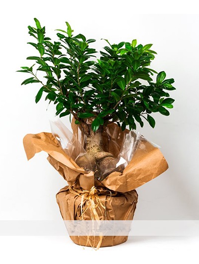 Seramik İçerisinde Bonsai 5650