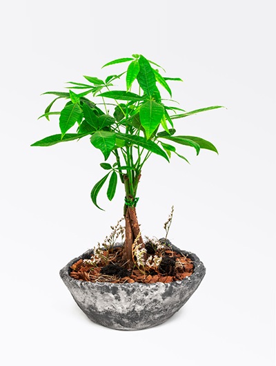 Ay Yüzeyi Taş Saksı İçerisinde Pachira Bonsai 5658