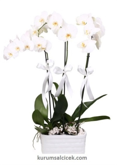 Beyaz Orkide 3 Dallı