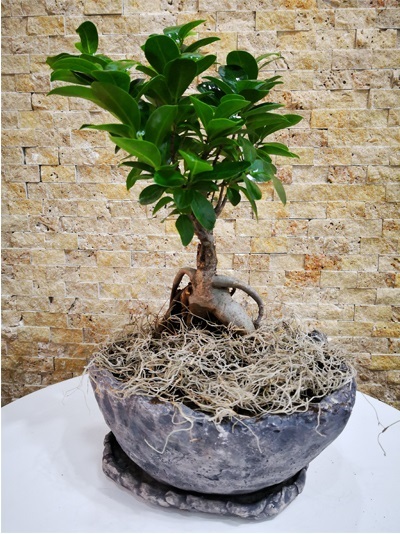 Bonsai Bodur Ağaç 5578