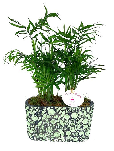 Taş Vazo İçerisinde Şamadora 5672