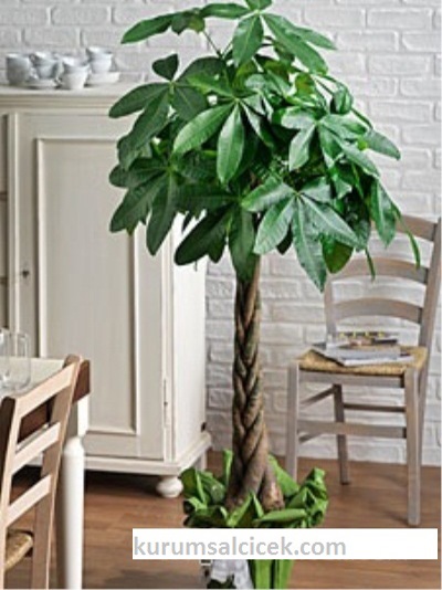 Pachira Salon Bitkisi