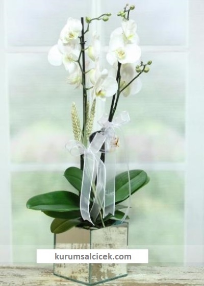 Beyaz Orkideler
