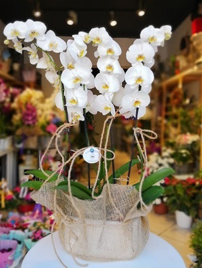 Beyaz Orkide 3063