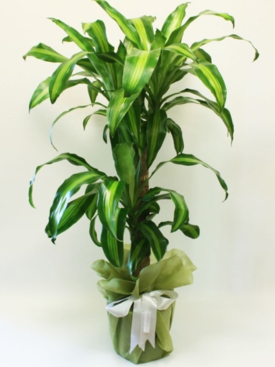 Massengena Bitkisi Dekoratif