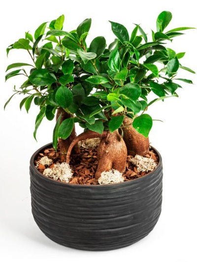 Dekor Taş Vazoda Mini Bonsai 6909