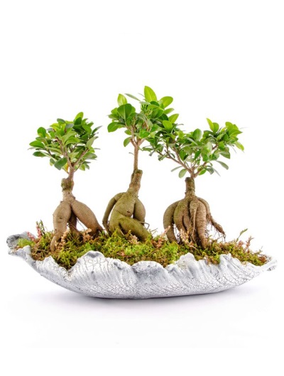 Taş Vazo Mini Bonsai 6884