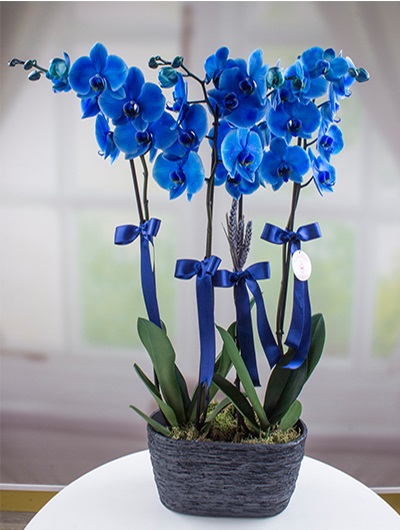 Mavi Orkide 5723