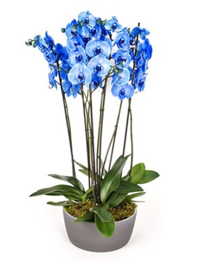 Mavi Orkide 6 Dallı 6852