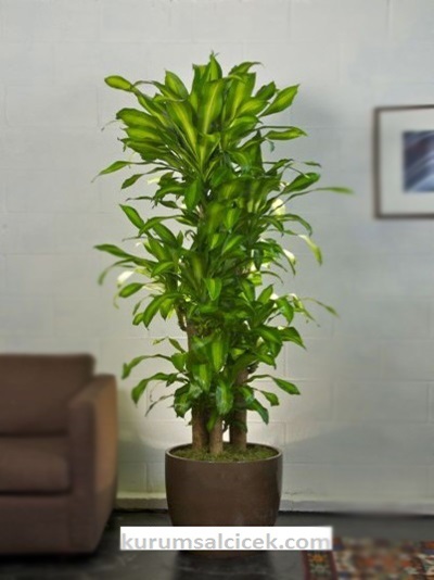 Salon Bitkisi Massengena