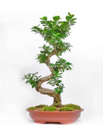 Dekor Taş Vazoda Bonsai 6813