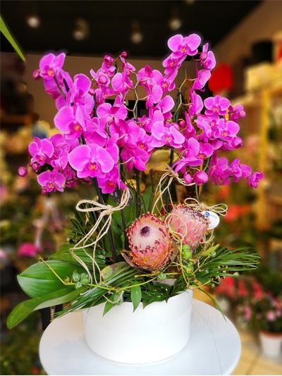 6 Dallı Orkide Mor Renk