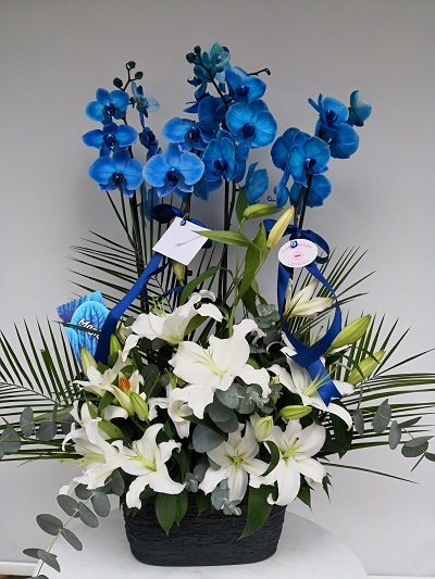 4 Dallı Mavi Orkide 5719