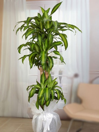 Massengena Yapraklı Bitki