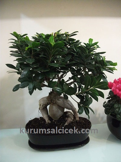 Dekoratif Bonsai 4004