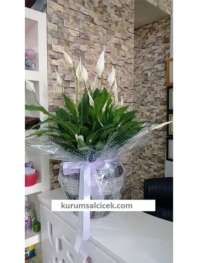 Dekoratif Spatifilyum Çiçeğİ