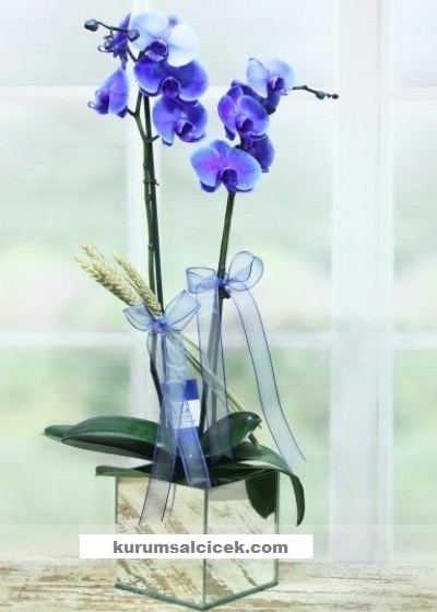 Mavi Orkide 5085