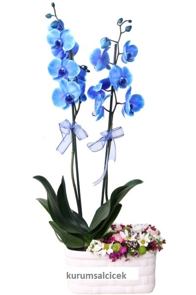 Mavi Orkide ve Kır Çiçekleri