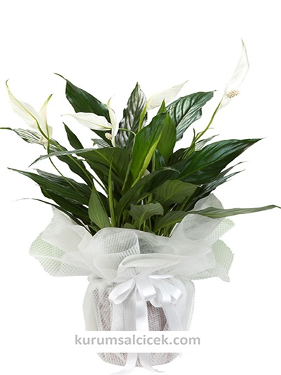 Spatifilyum Çiçeği