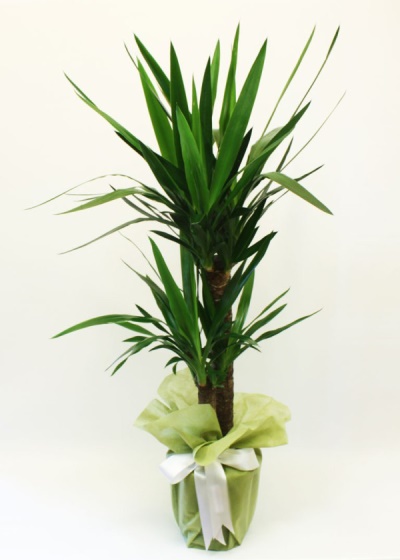 Yukka Yapraklı Salon Bitkisi