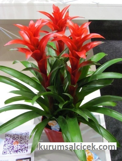 Guzmanya Çiçekleri