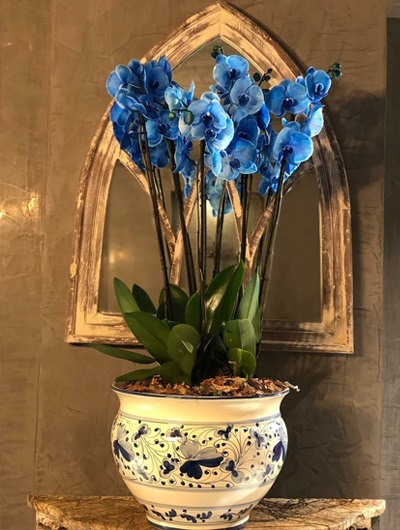 6 Dallı Mavi Orkide 5532