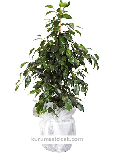 Benjamin Salon Bitkisi