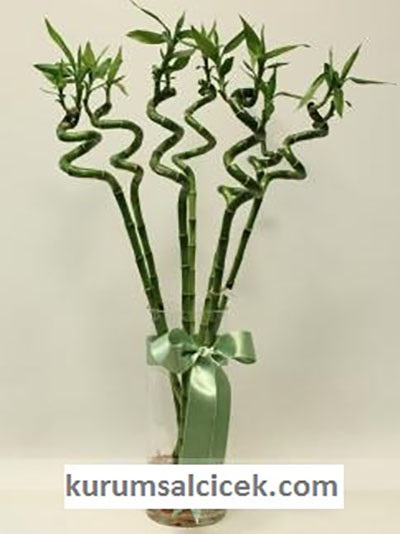 Bambu Şans Bitkisi 4009