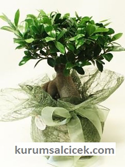 Bonsai Bodur Ağaç 5577