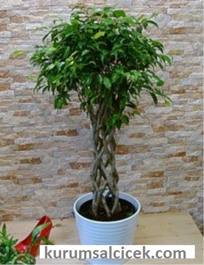 Örgülü Salon Benjamini