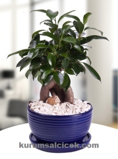 Bonsai Bodur Ağaç 5579